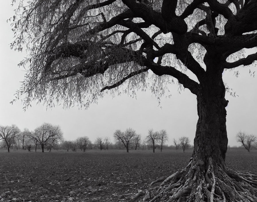 Monochrome landscape with prominent tree and exposed roots