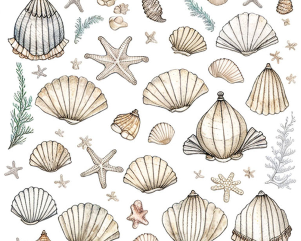 Assorted hand-drawn seashells, starfish, and seaweed in soft colors on white