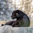 Black Panther Lounging on Rock in Misty Forest
