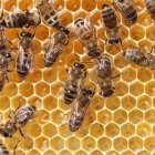 Bee with Pollen on Legs Emerges from Hexagon Honeycomb Cell