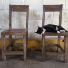 Antique Wooden Chairs with Tuxedo Cat on Yellow Cushion