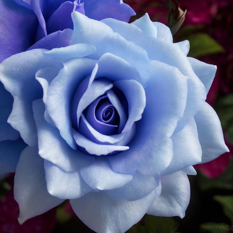 Vibrant blue rose with velvety petals on blurred pink background