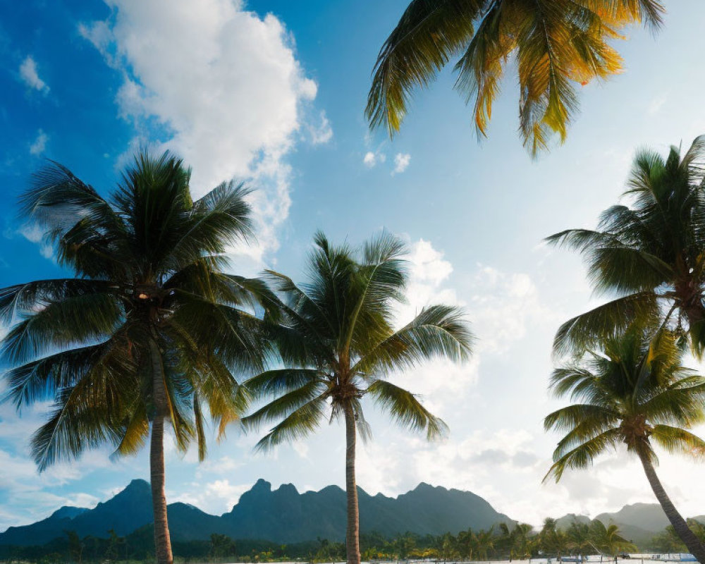 Scenic tropical beach with palm trees, blue sky, and mountains