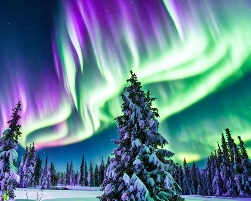 Colorful aurora borealis over snowy trees in night sky