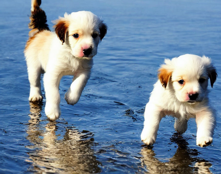 Two Playful Puppies Wading in Shallow Water