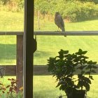 Bird of Prey Perched on Window Frame with Potted Plant and Green Background