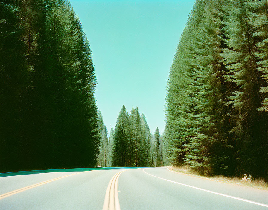 Tranquil road with tall evergreen trees under clear blue sky