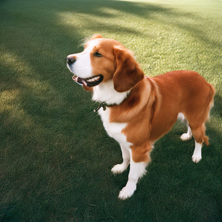 Brown and White Dog with Floppy Ears in Sunlit Grass Field