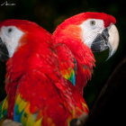 Vivid red macaw with green eyes and colorful feathers on dark background