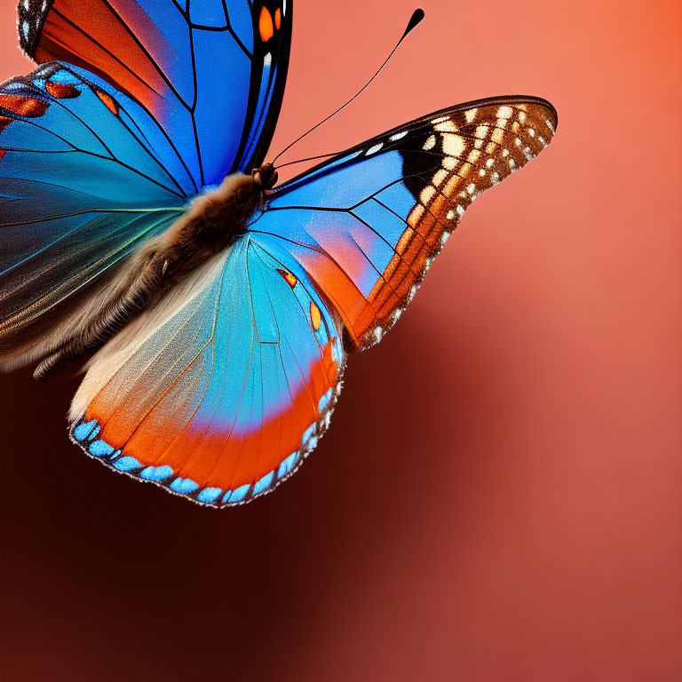 Colorful Monarch Butterfly Close-Up with Spread Wings on Red Background