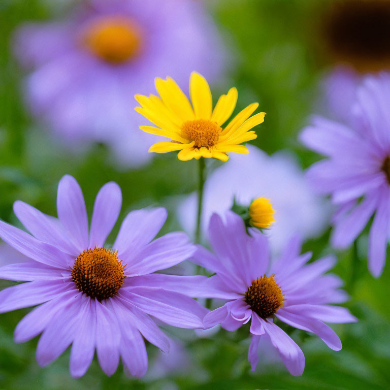 Vibrant purple and yellow daisy-like flowers on green backdrop