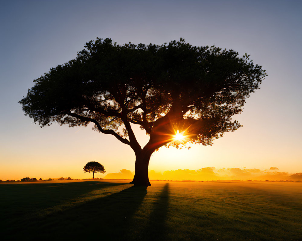 Silhouetted tree against vibrant sunset with sunbeams on tranquil field