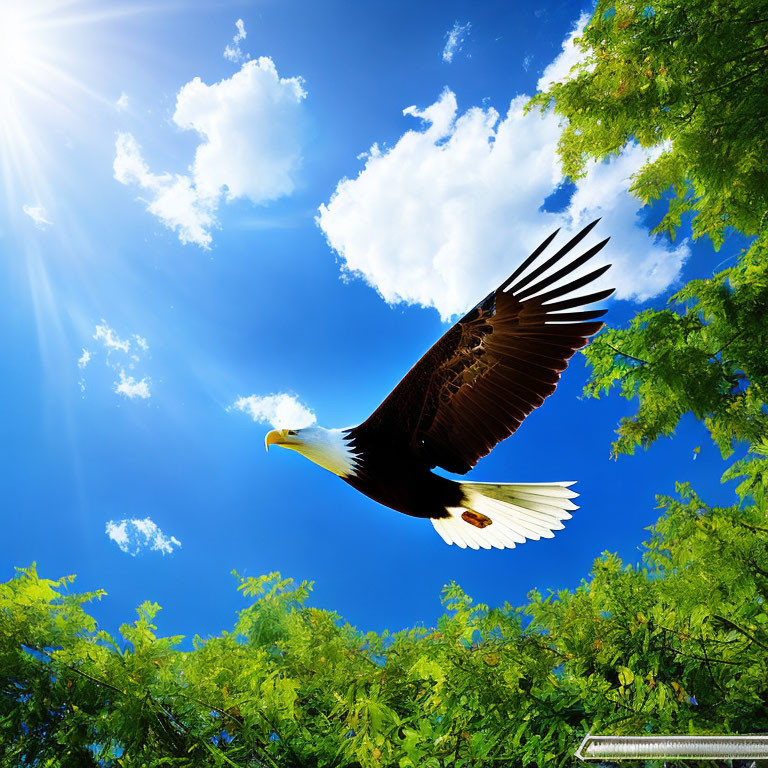 Majestic eagle flying under clear blue sky with sun and green trees
