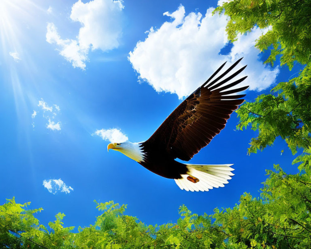 Majestic eagle flying under clear blue sky with sun and green trees