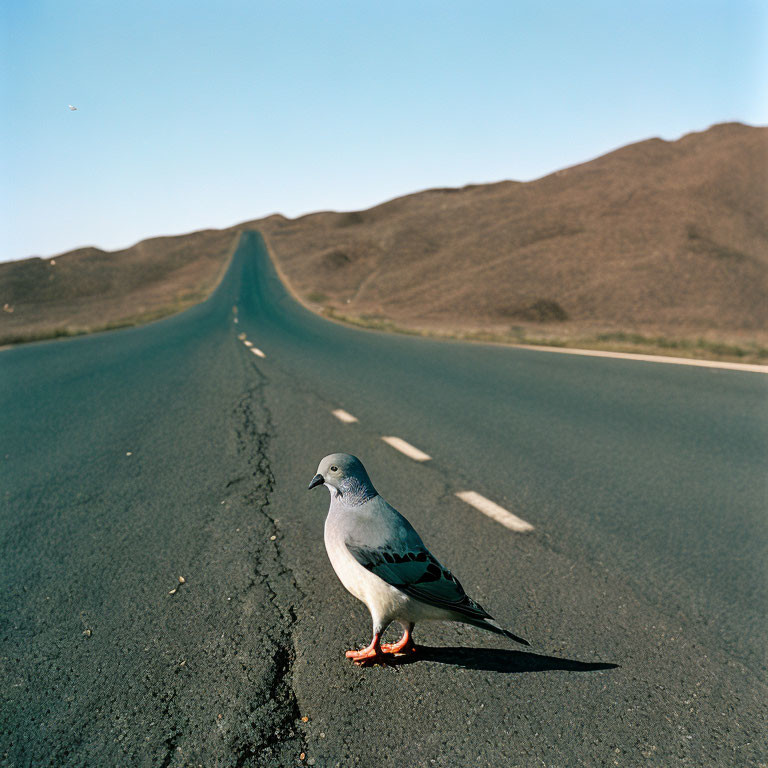 Pigeon in center of empty road in barren landscape