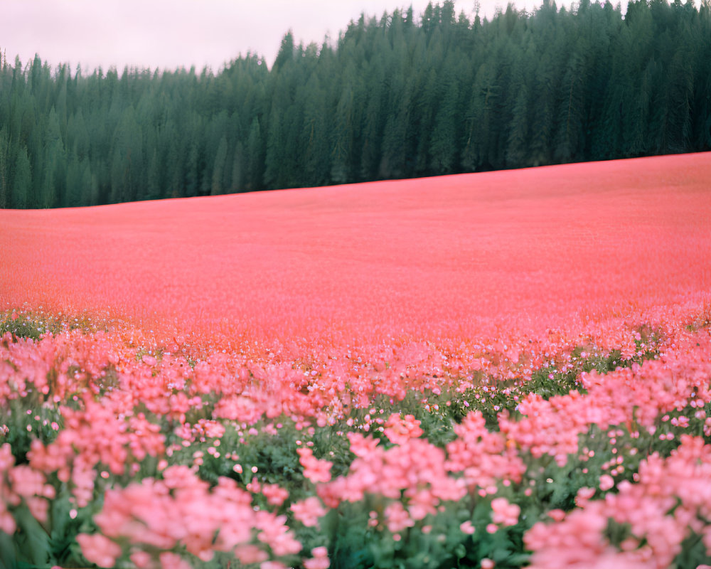 Lush Pink Flower Field Against Green Forest Sky