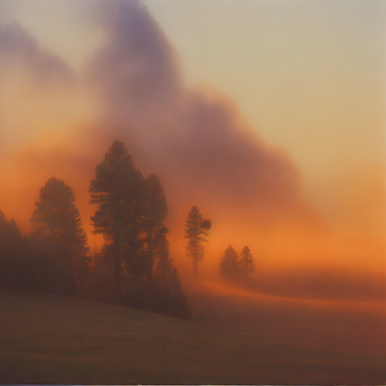Foggy sunrise landscape with pine tree silhouettes