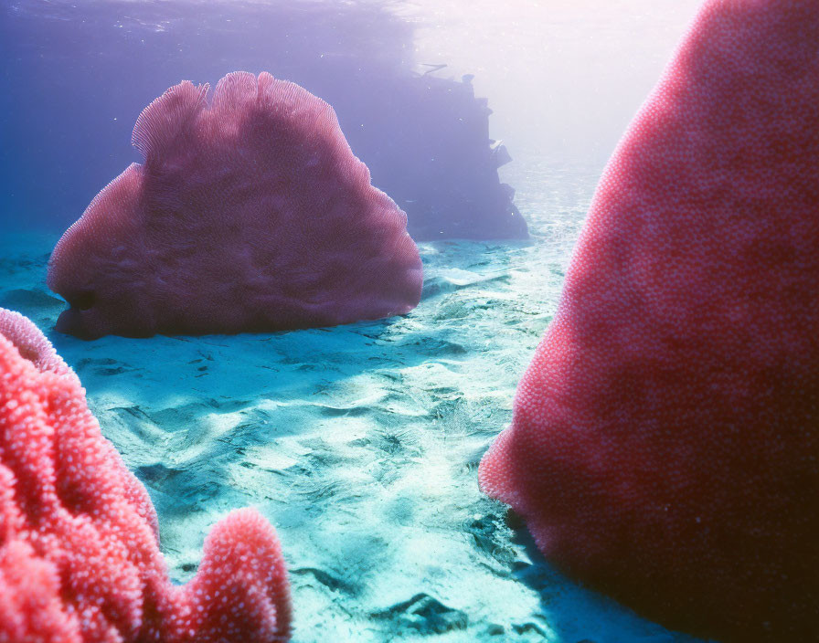 Vivid pink coral formations under clear blue water with sunlight filtering through.