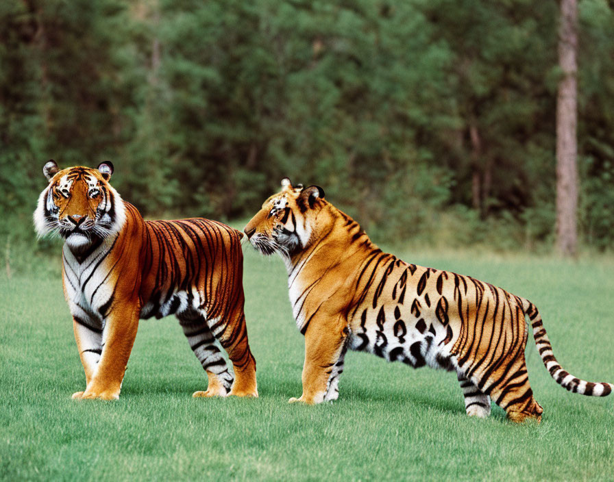 Two tigers on grass with trees in the background.
