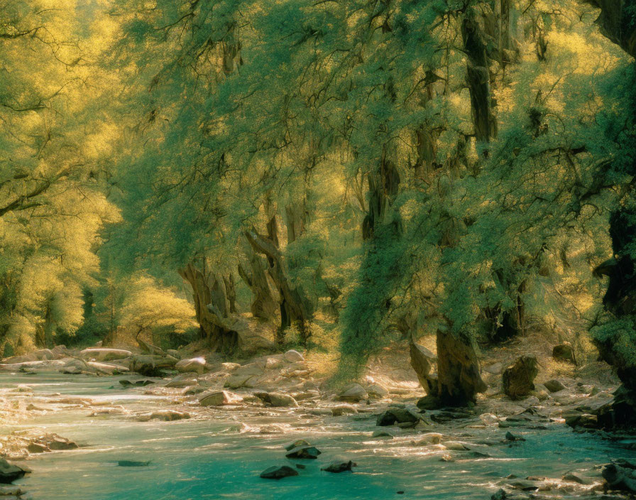 Tranquil forest river surrounded by lush trees and golden light