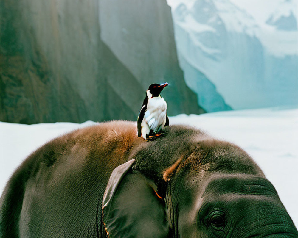 Penguin on Elephant with Snowy Mountain Background