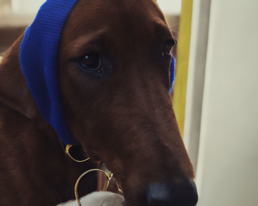 Brown Dog with Blue Headband Holding White Bunny in Paws