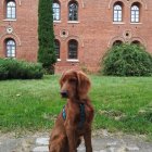 Majestic Irish Setter Dog on Green Grass by Ivy-Covered Brick Building