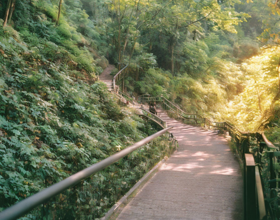 Tranquil forest pathway with wooden stairs and handrail