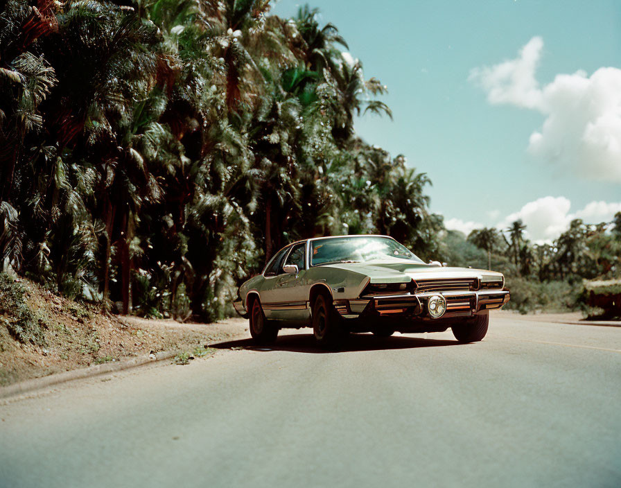 Classic Muscle Car Parked on Sunny Road with Palm Trees