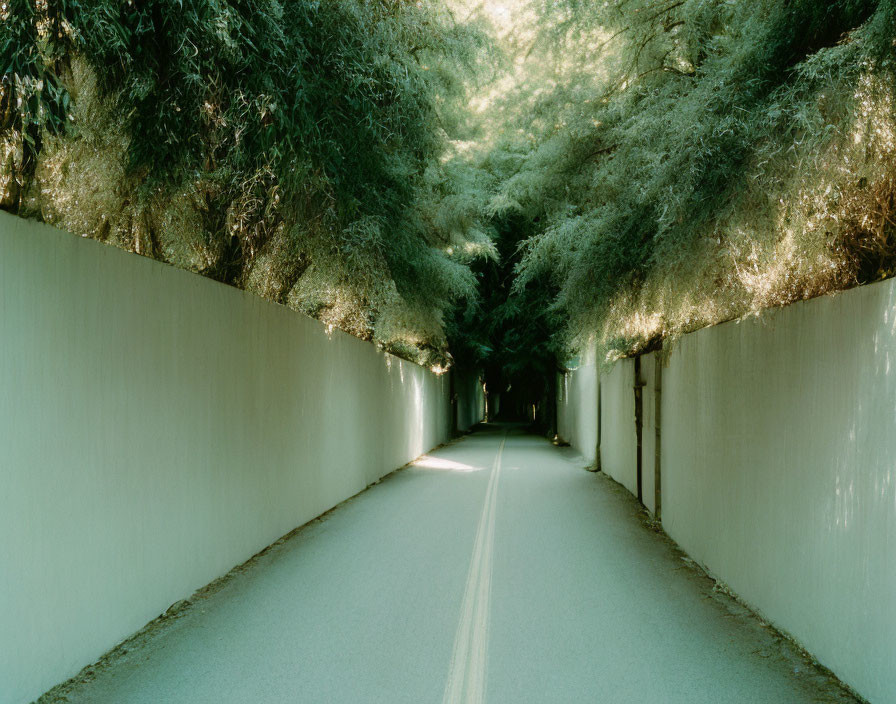 Tranquil tree-lined road with white line, high walls, and sunlight.