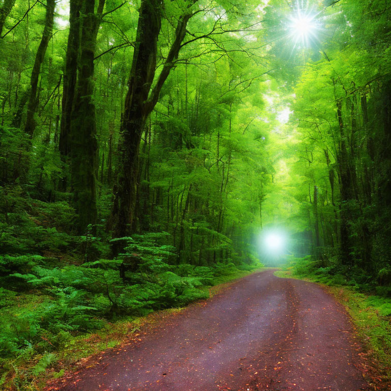 Lush Forest Scene with Sun-Dappled Path