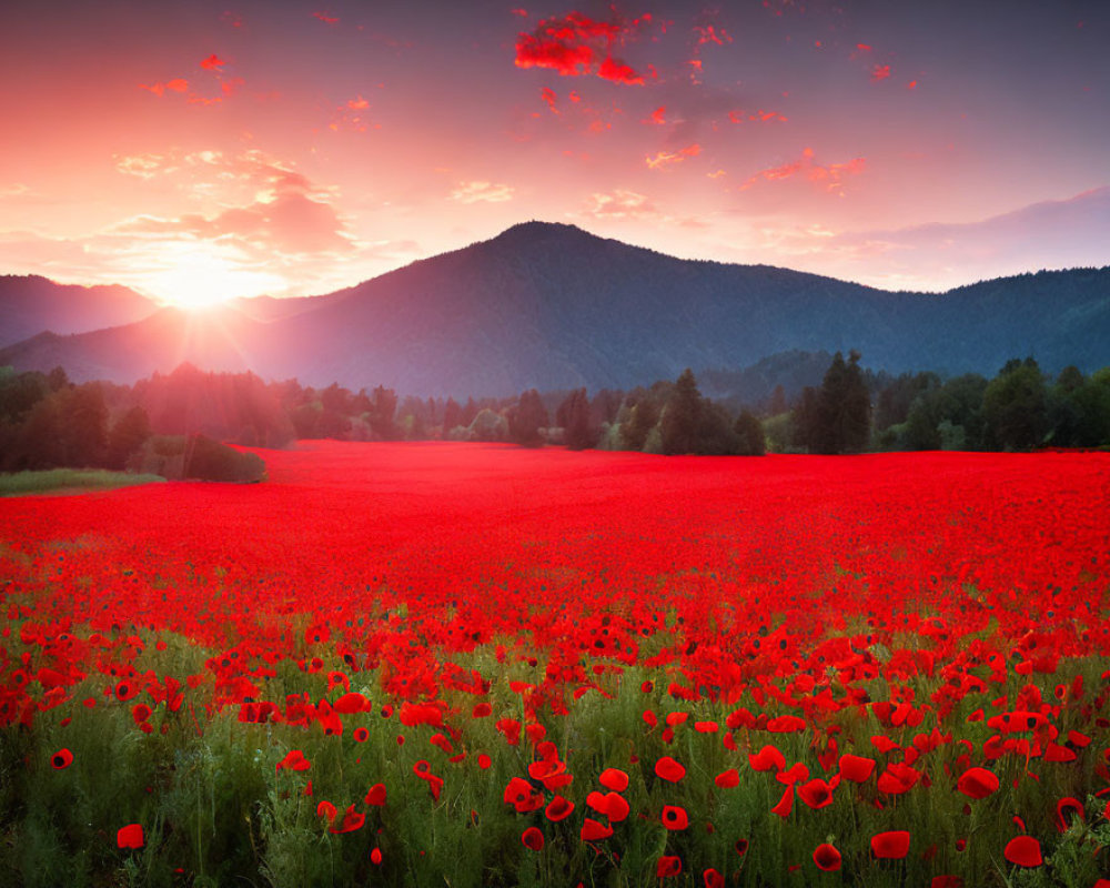 Vibrant red poppies in a sunset field with mountain backdrop