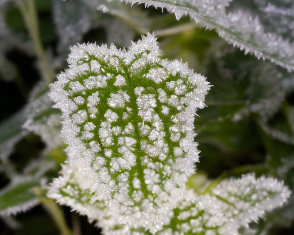 Detailed close-up of frost-covered green leaf with ice crystals, showcasing intricate vein pattern.