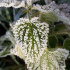 Detailed close-up of frost-covered green leaf with ice crystals, showcasing intricate vein pattern.