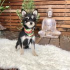 Black and white fluffy dog on fur rug with Buddha statue and golden decor
