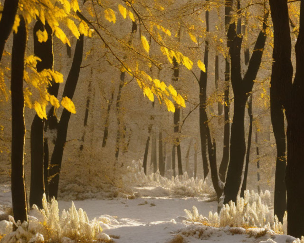 Snowy Path with Autumn Leaves and Soft Sunlight in Forest