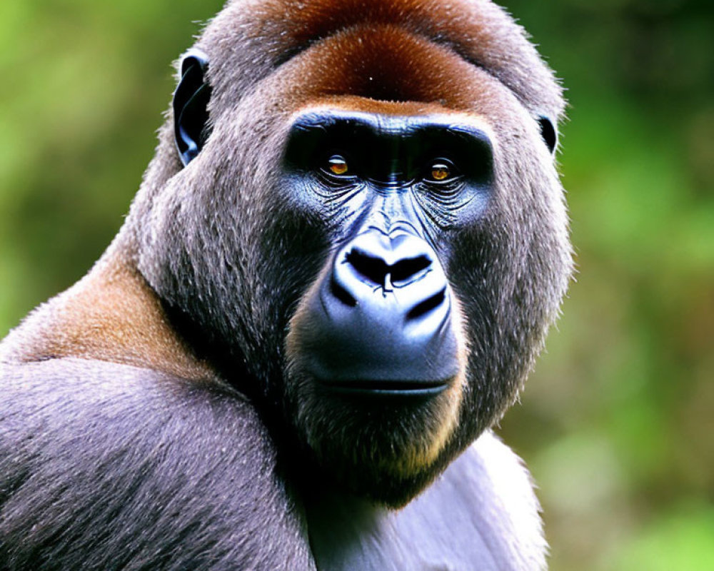 Silverback gorilla with pensive expression against green background