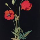 Botanical illustration featuring red poppy, tulip, and admiral butterfly on dark background