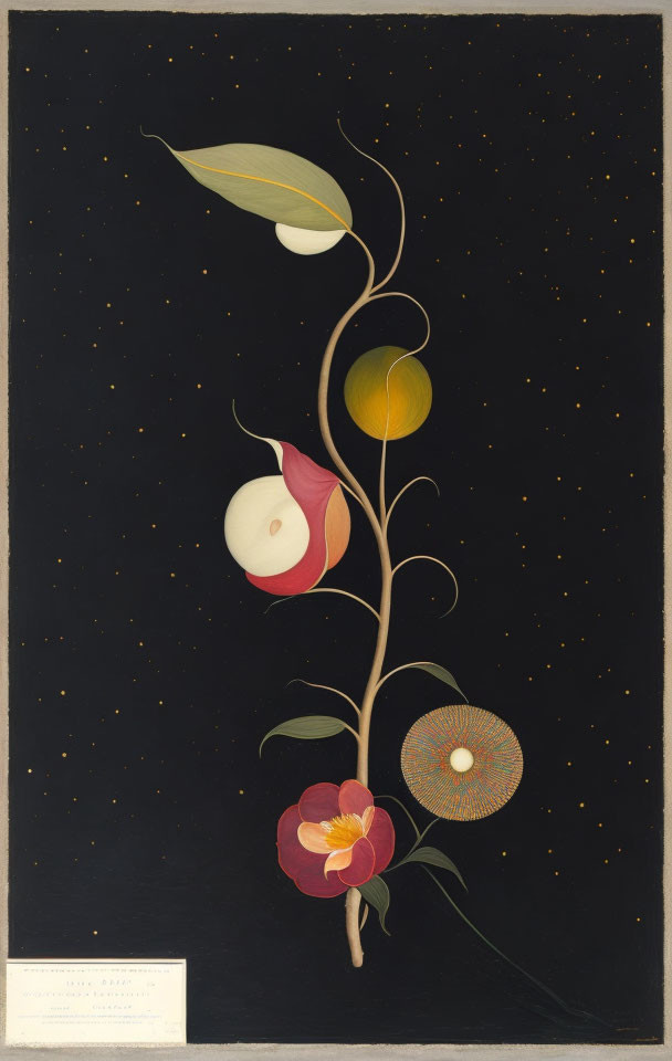Botanical artwork: stylized vine, leaves, tendrils, colorful flowers, fruit on black background