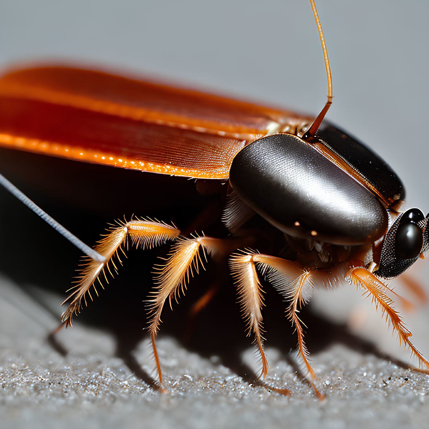 Detailed Close-up of Shiny Brown Cockroach on Textured Surface