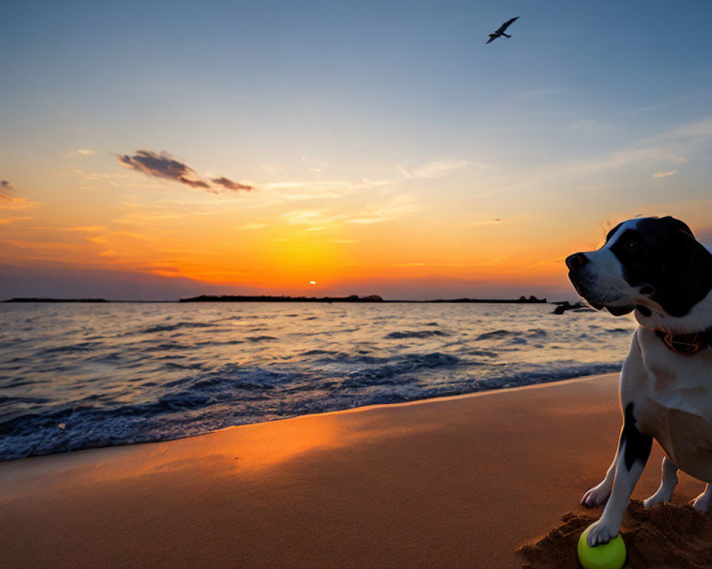 Dog with Ball on Beach at Sunset with Waves and Bird