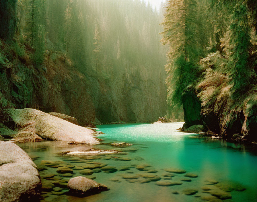 Serene River in Forested Canyon with Sunlight Filtering through Trees