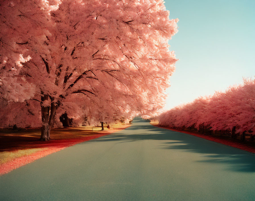 Surreal pink-leaved tree tunnel with meandering road under clear sky