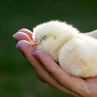 Tiny yellow chick in hands against green backdrop