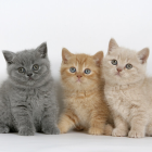 Four multicolored cats with stripe patterns in a row against a blank background