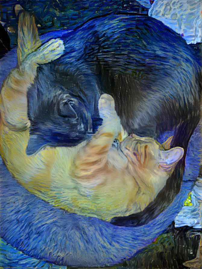 Stary cats