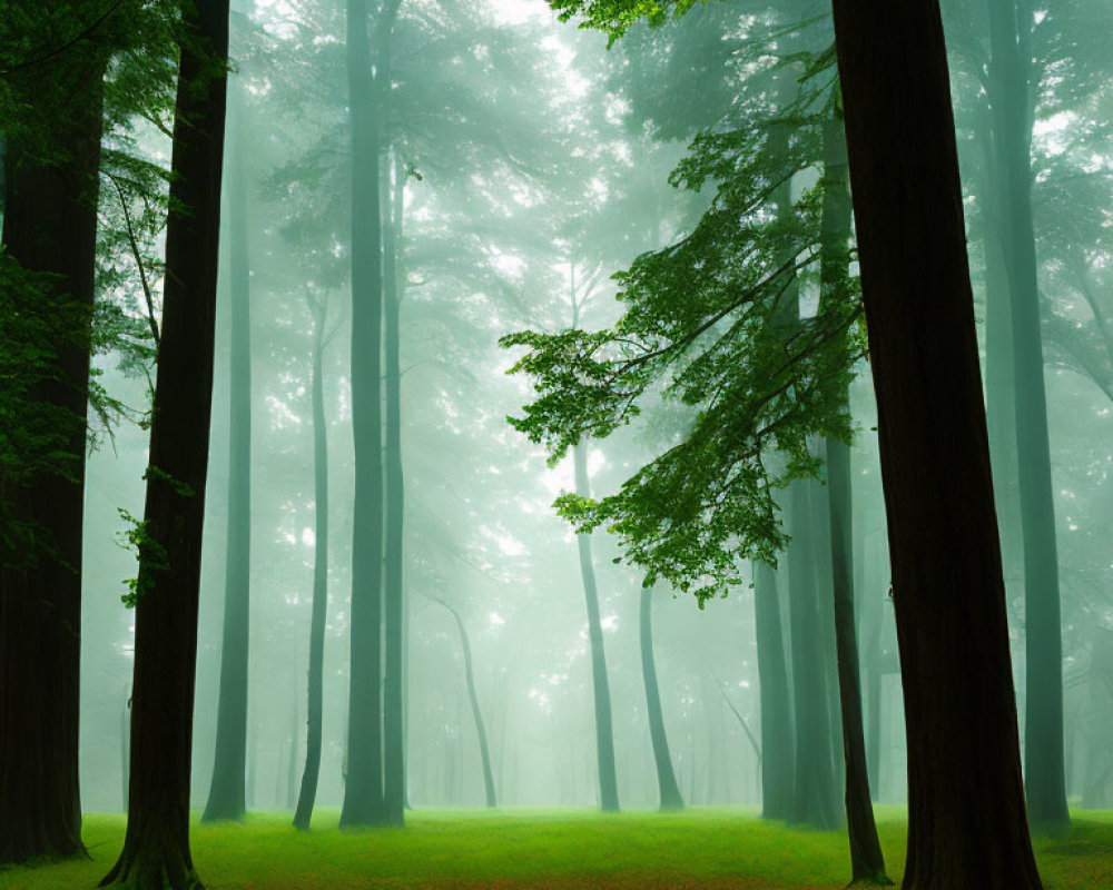 Misty Green Forest with Tall Trees and Orange Leaves