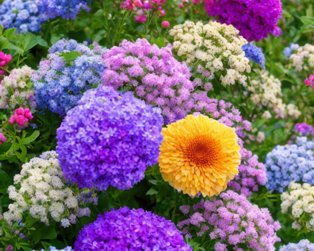 Colorful Blooming Flower Garden with Purple, Pink, and Yellow Flowers