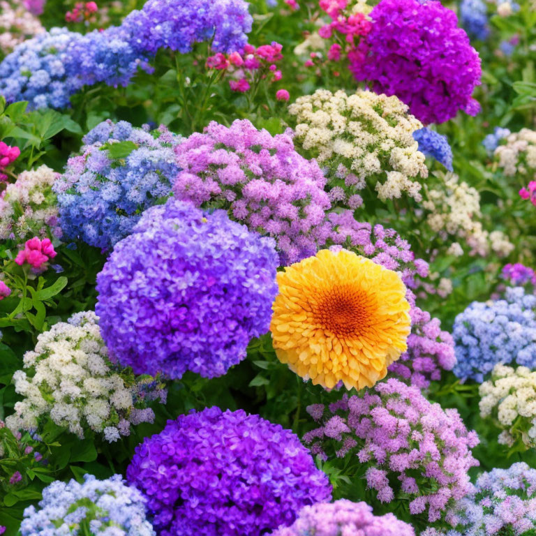 Colorful Blooming Flower Garden with Purple, Pink, and Yellow Flowers