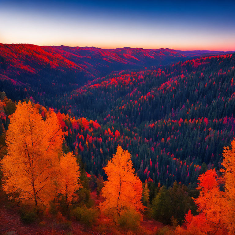 Scenic Autumn Forest with Red and Orange Foliage at Dusk